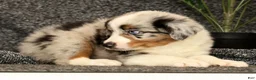 Miniature Australian Shepherd dogs for sale: Milo - Ad 3