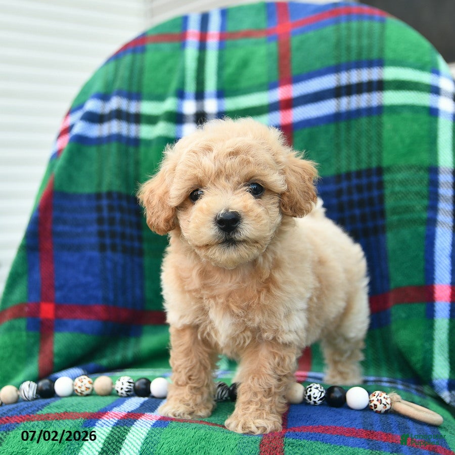 Bichpoo dogs Hoppy  - Ad 2
