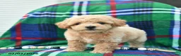 Bichpoo dogs for sale: Hoppy  - Ad 2