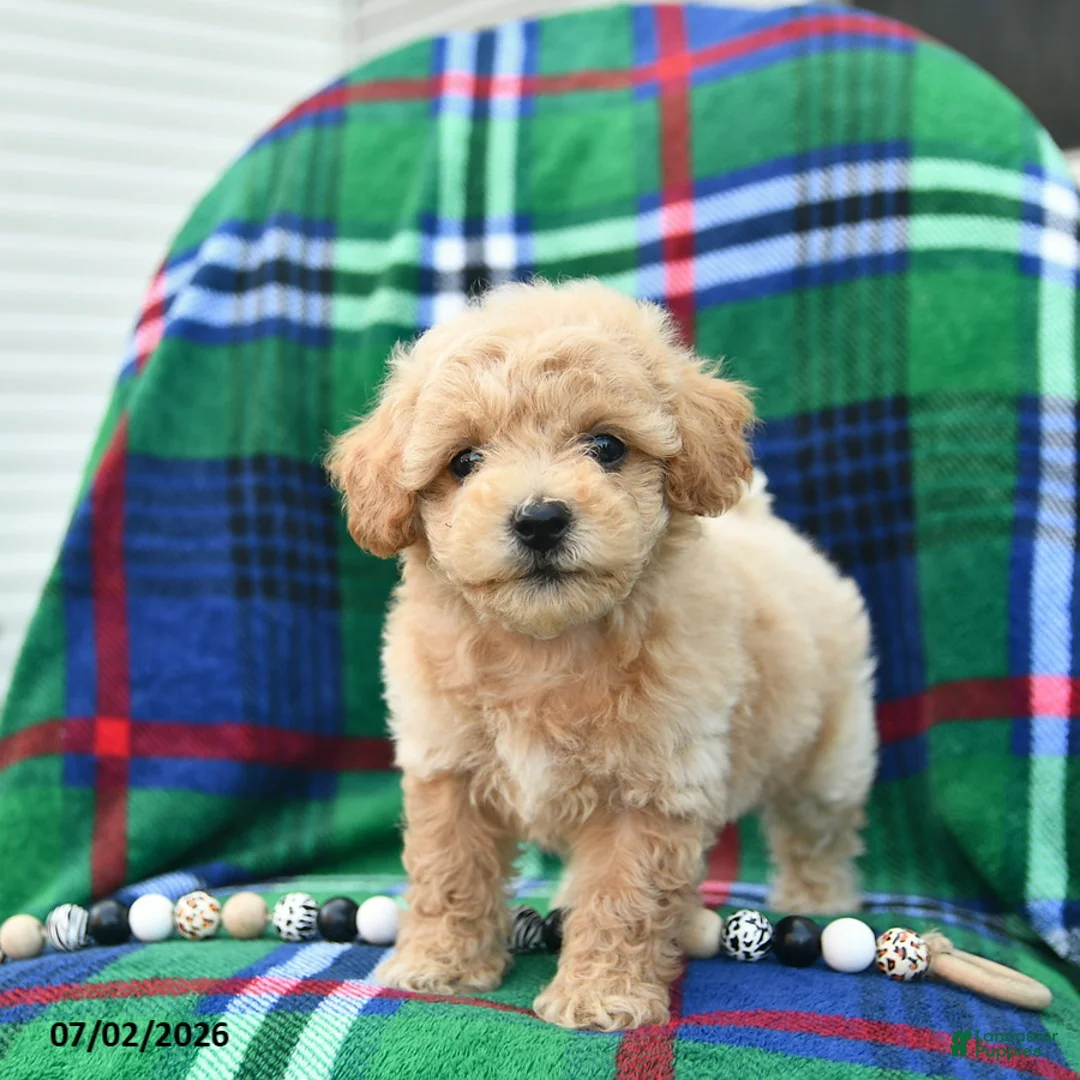 Bichpoo dogs for sale: Hoppy  - Ad 2