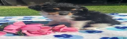 Mixed Breed dogs for sale: Flora - Ad 3