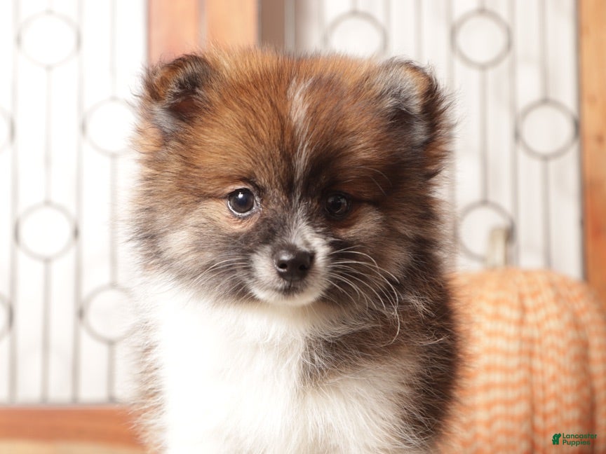 Pomeranian dogs Millie - Female Pomeranian  - Ad 1