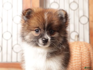 Pomeranian dogs Millie - Female Pomeranian - Ad 11
