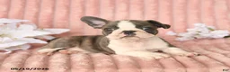 Frenchton dogs for sale: Skylar - Ad 4