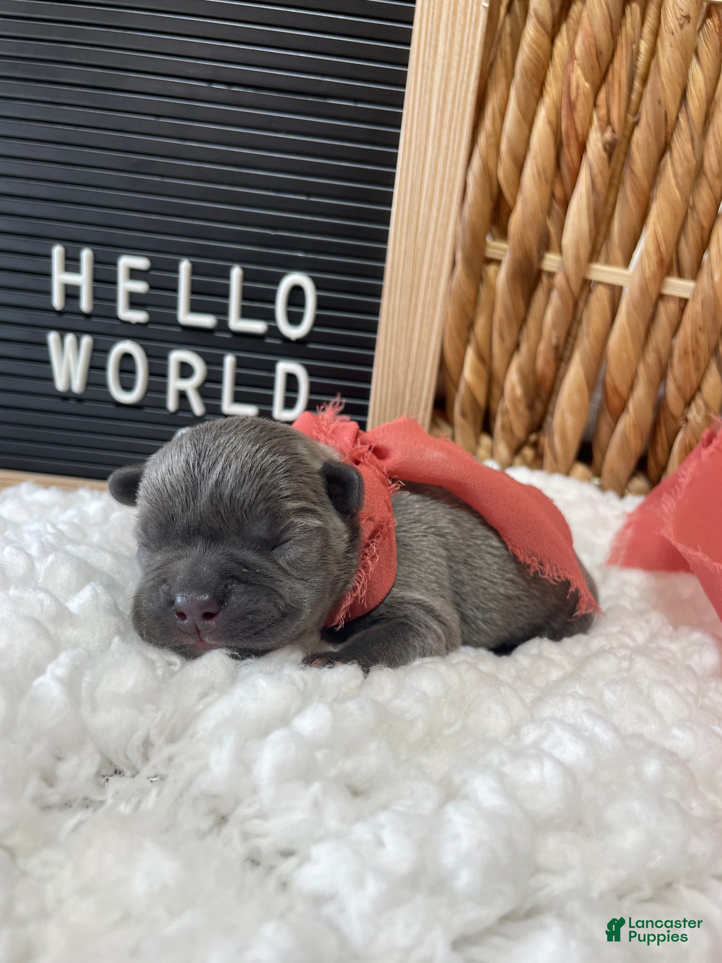Frenchton dogs for sale: Blossom - Ad 2