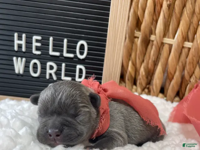 Frenchton dogs for sale: Blossom - Ad 1