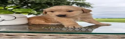 Golden Retriever dogs for sale: Fletcher - Ad 17