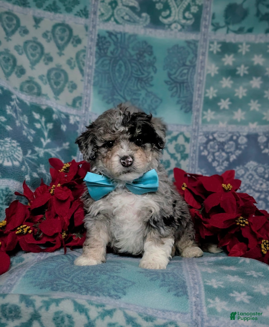Mini Bernedoodle dogs for sale: Ashburn Hypoallergenic Ready for Christmas - Ad 2