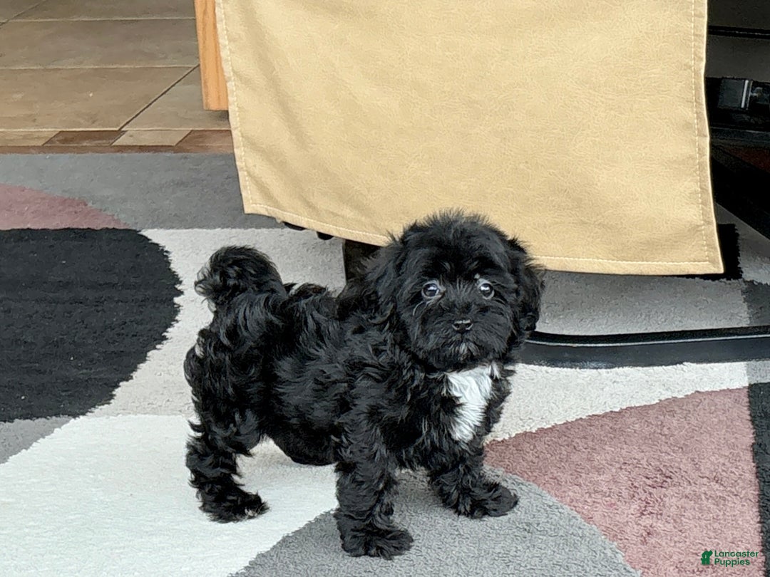 Havapoo dogs for sale: Havapoo Puppy 4 - Ad 4