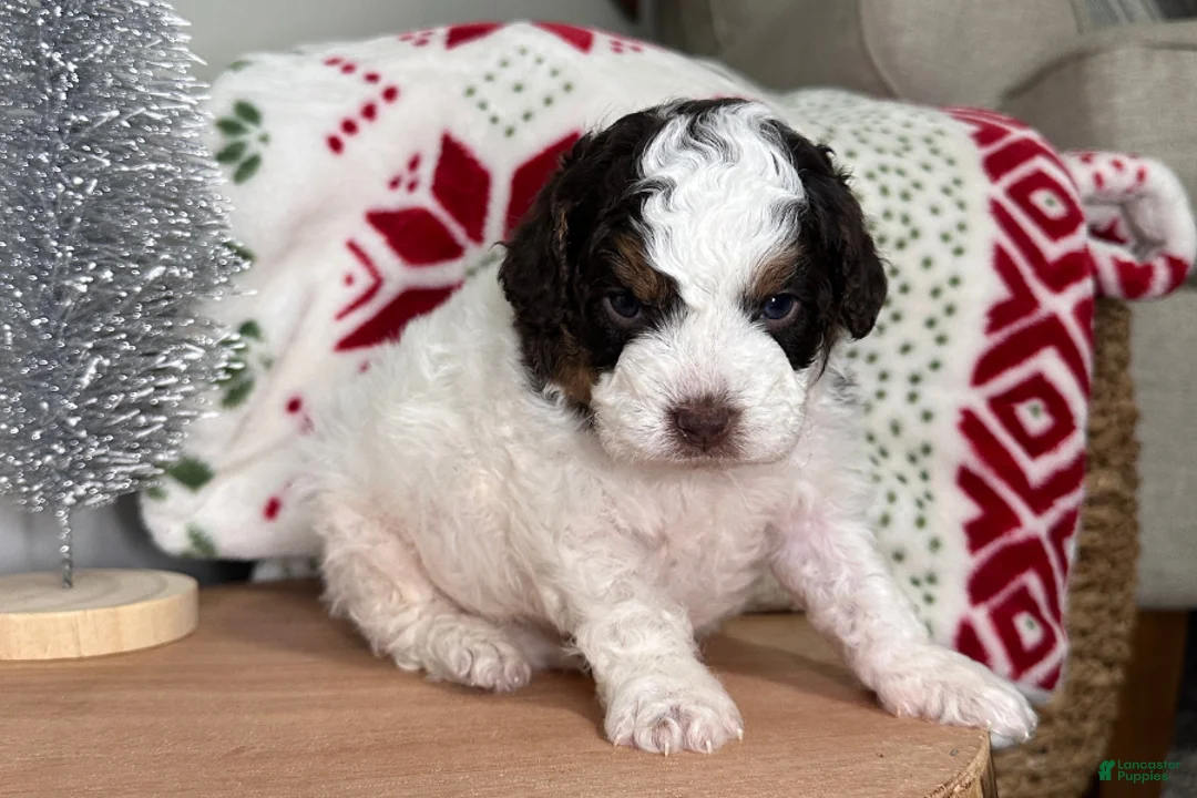 Cavapoo dogs for sale: Dasher - Ad 3