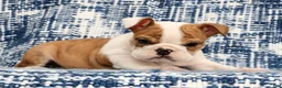 English Bulldog dogs for sale: Jasper - Ad 4