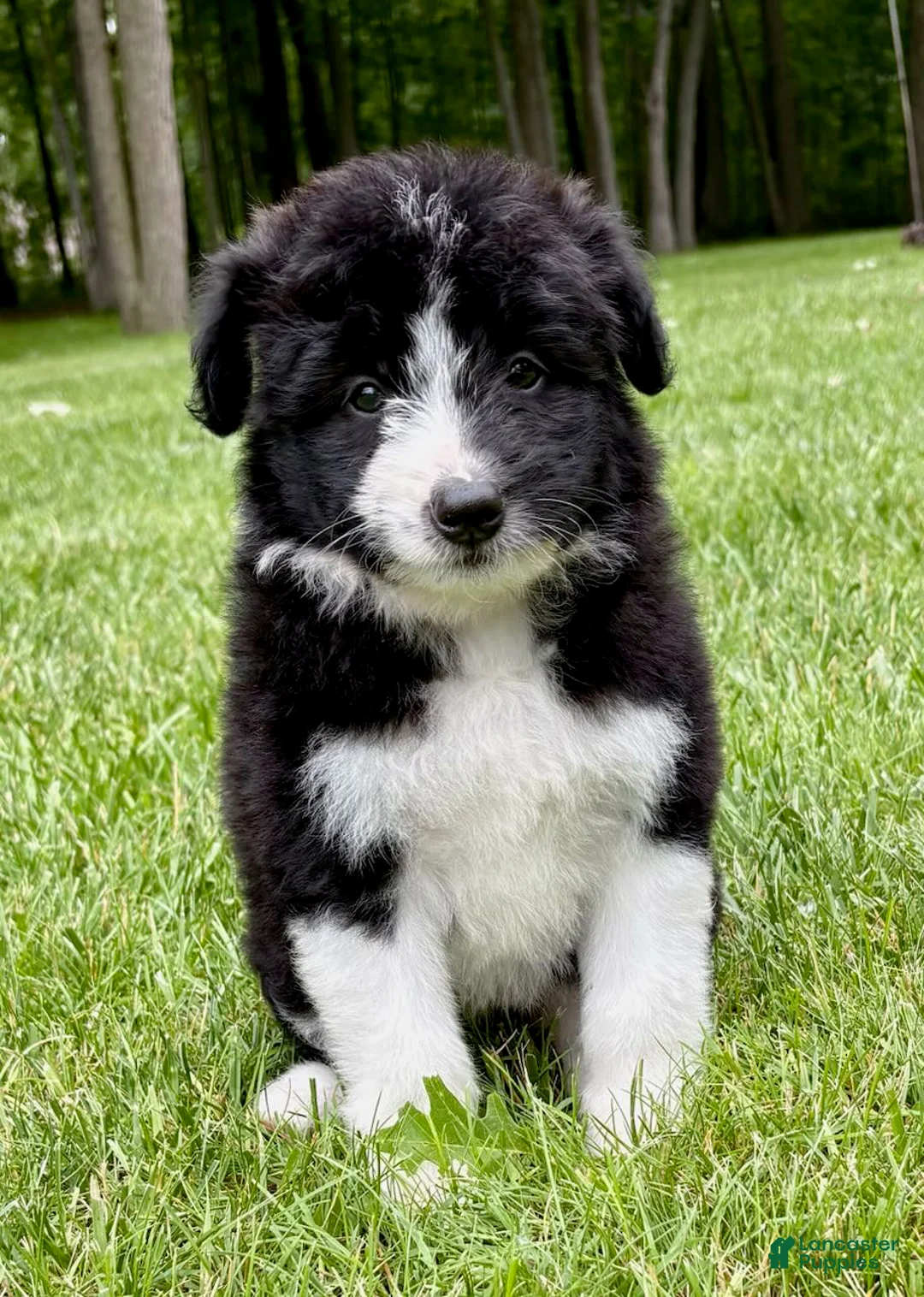 Bordoodle dogs for sale: Bordoodle 2 Harper - Ad 5