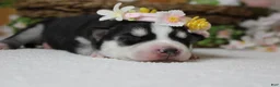 Siberian Husky dogs for sale: Sasha  - Ad 7