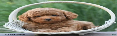 Ginger