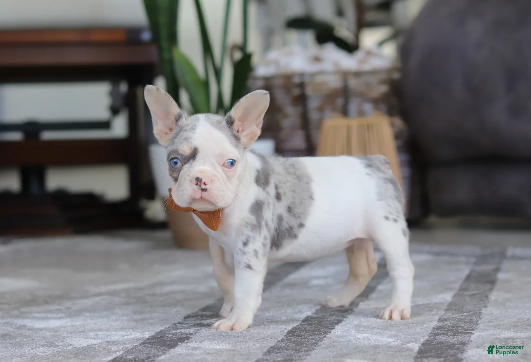 French Bulldog dogs for sale: Bella - Ad 4