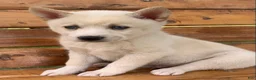 Alaskan Klee Kai dogs for sale: Blue Eyes Little Beau~! - Ad 10
