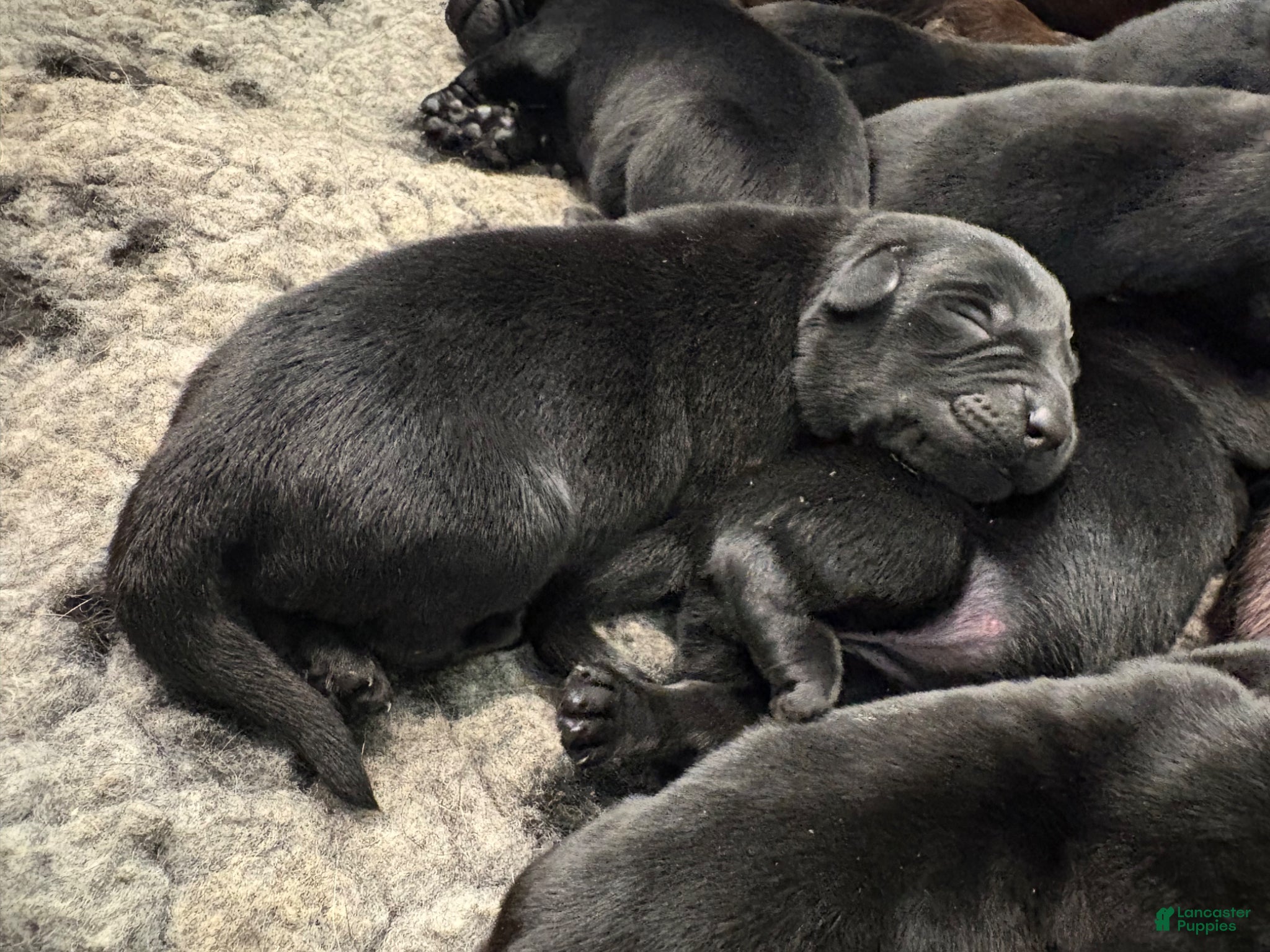 Labrador Retriever dogs Labrador Retriever Puppy 1 - Ad 15