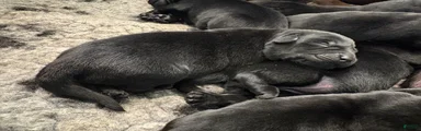 Labrador Retriever Puppy 1