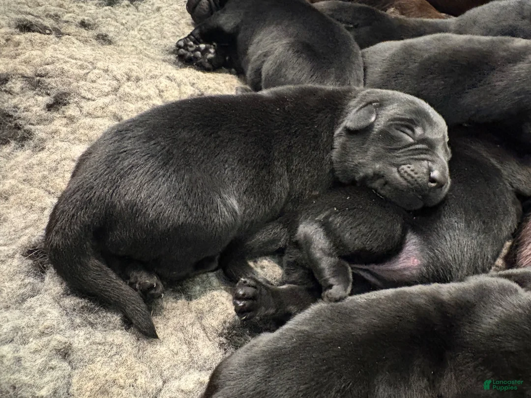 Labrador Retriever dogs for sale: Labrador Retriever Puppy 1 - Ad 1
