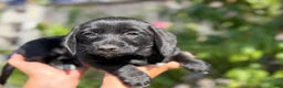 Mixed Breed dogs for sale: Liam - Ad 1