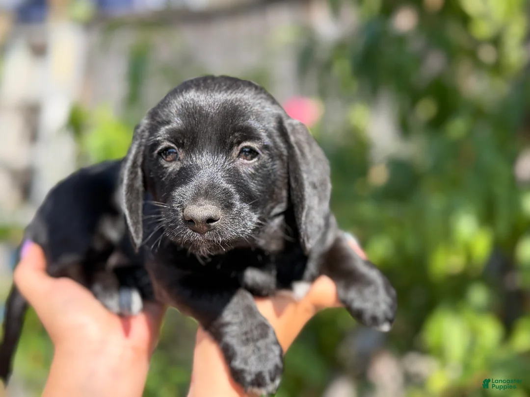 Mixed Breed dogs for sale: Liam - Ad 1