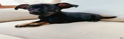 Chihuahua dogs for sale: Bella - Ad 4