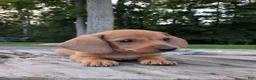 Dachshund dogs for sale: Milo - Ad 6
