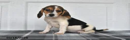 Beagle dogs for sale: Paisley - Ad 1