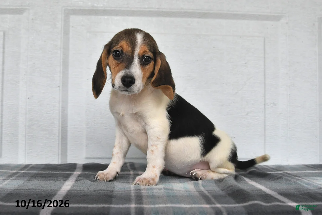 Beagle dogs for sale: Paisley - Ad 1