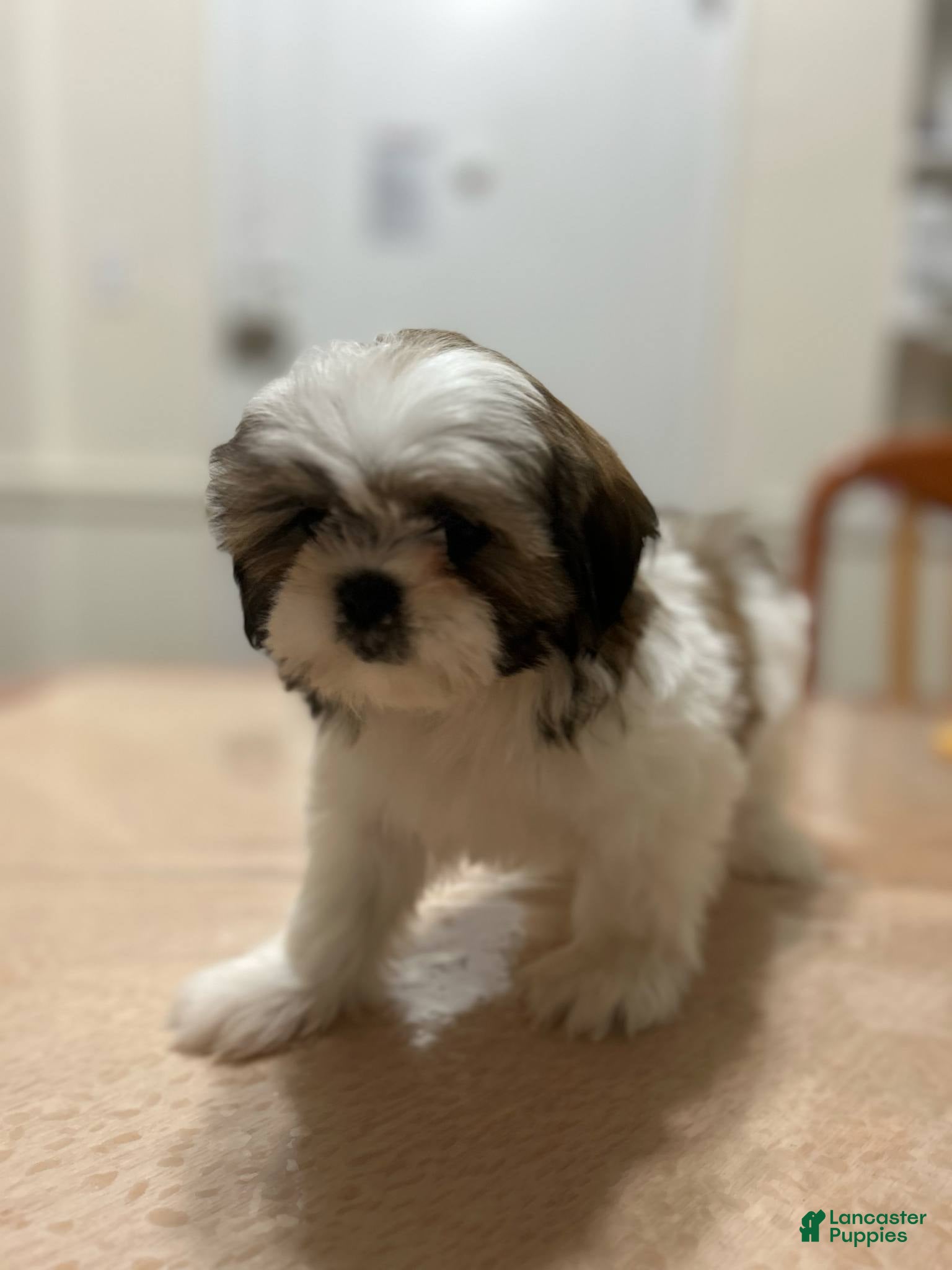 Shih Tzu dogs Koda - Ad 36