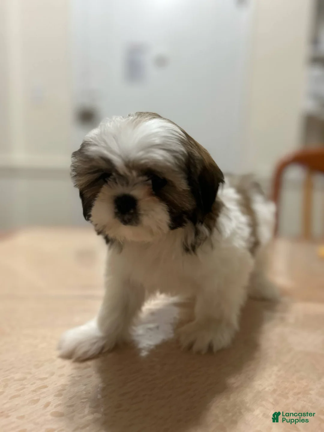 Shih Tzu dogs for sale: Koda - Ad 1
