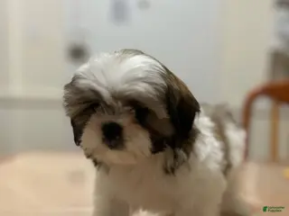 Shih Tzu dogs Koda - Ad 36