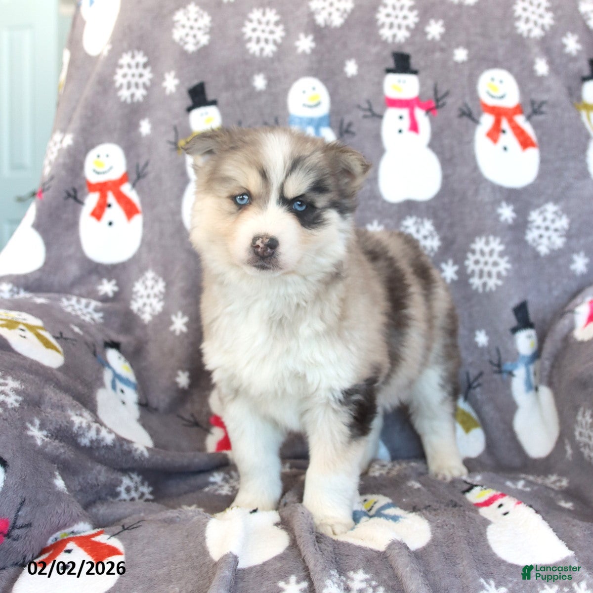 Pomsky dogs Bennet - Ad 11
