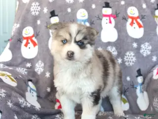 Pomsky dogs Bennet - Ad 11