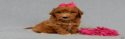 Mini Goldendoodle dogs for sale: Betsie - Ad 1