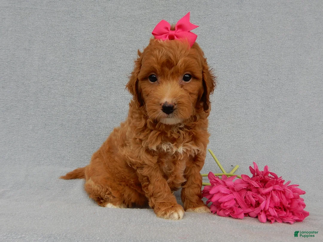 Mini Goldendoodle dogs for sale: Betsie - Ad 1