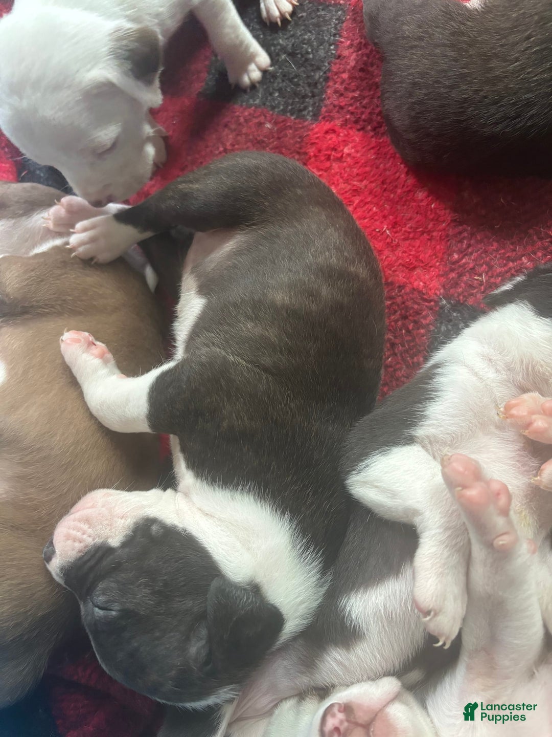 Gallery Image {{count}}