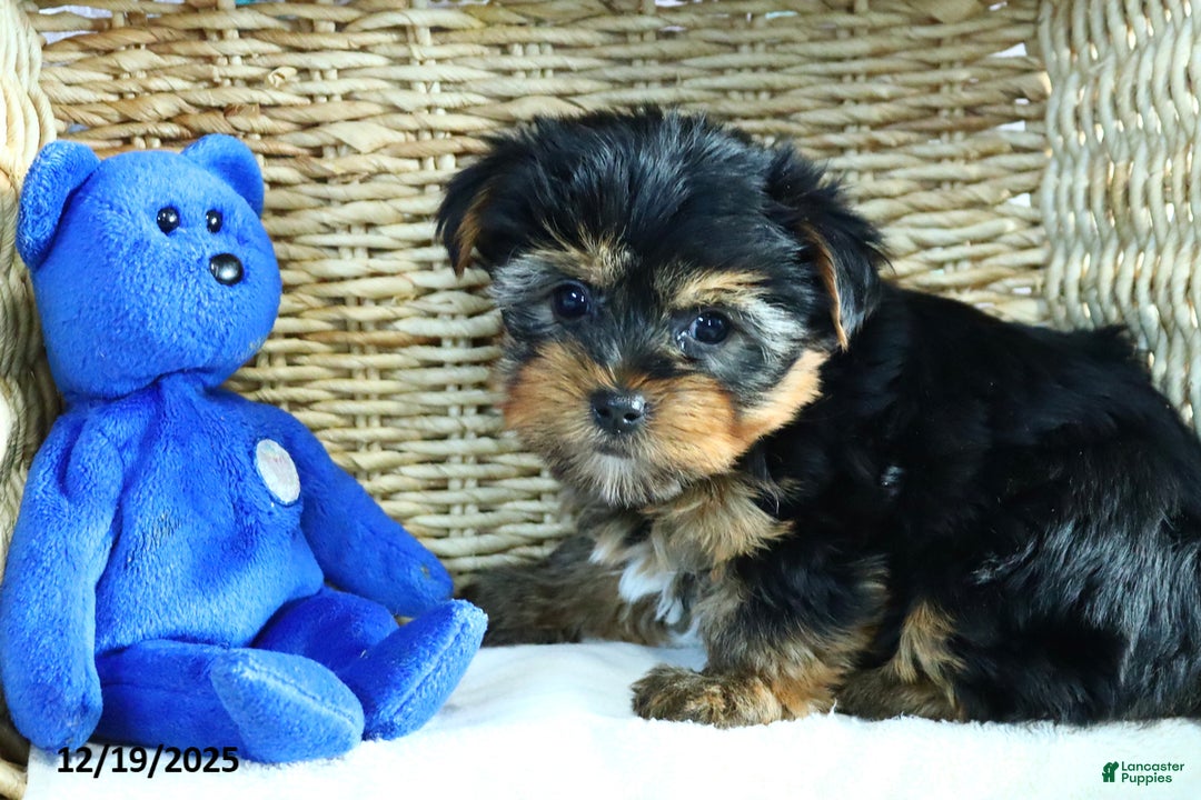 Yorkshire Terrier dogs for sale: Harmony - Ad 5