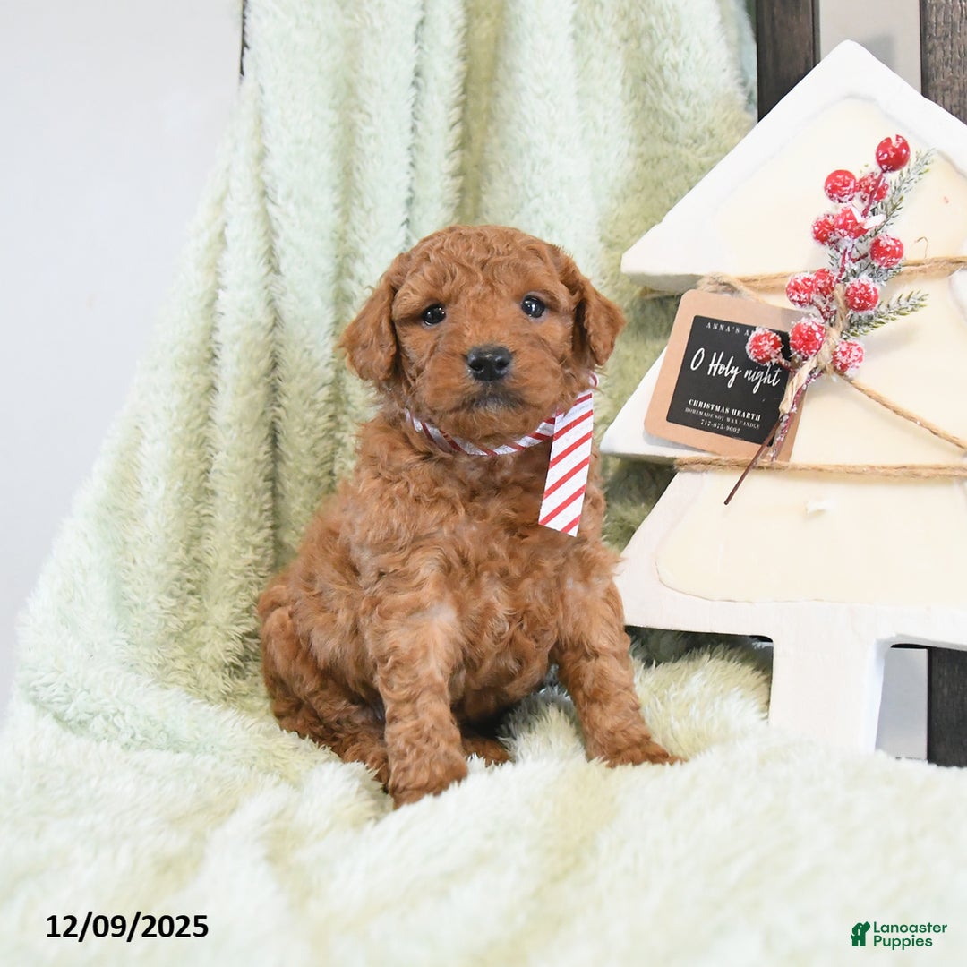 Mini Goldendoodle dogs for sale: Bear - Ad 4