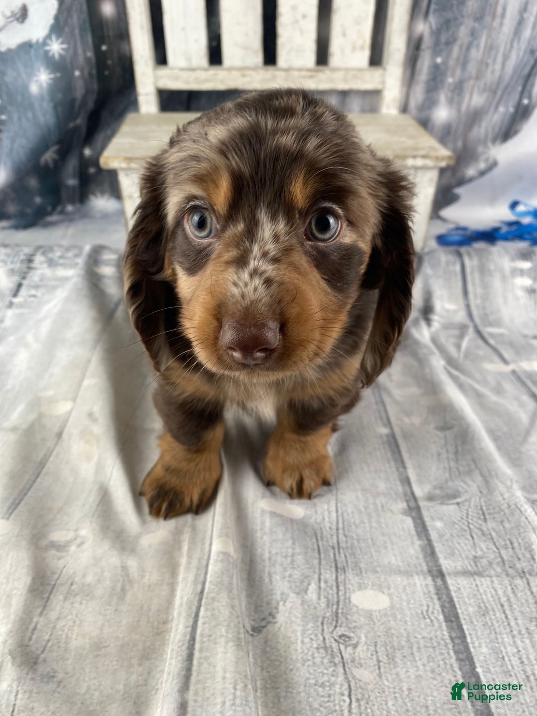 Miniature Dachshund dogs for sale: Bandit - Ad 8