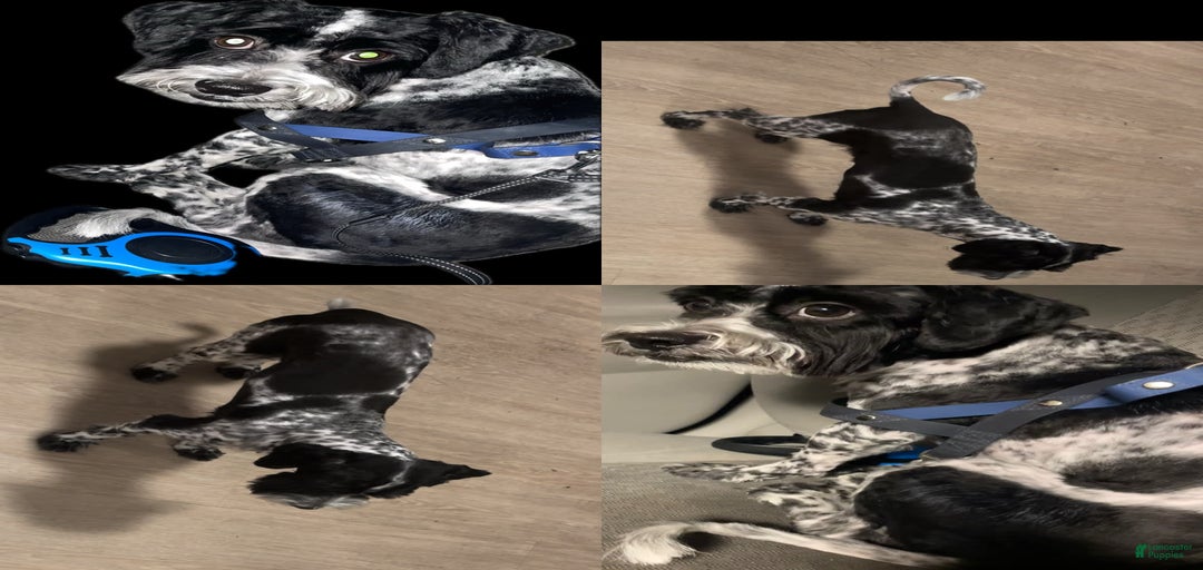 Gallery Image {{count}}