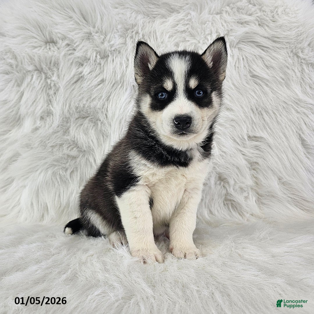 Pomsky dogs for sale: Reece - Ad 2