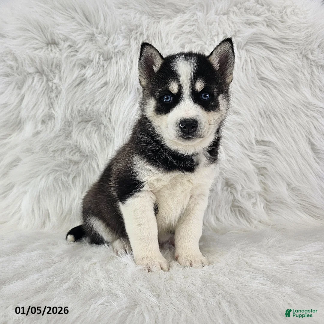 Pomsky dogs for sale: Reece - Ad 2