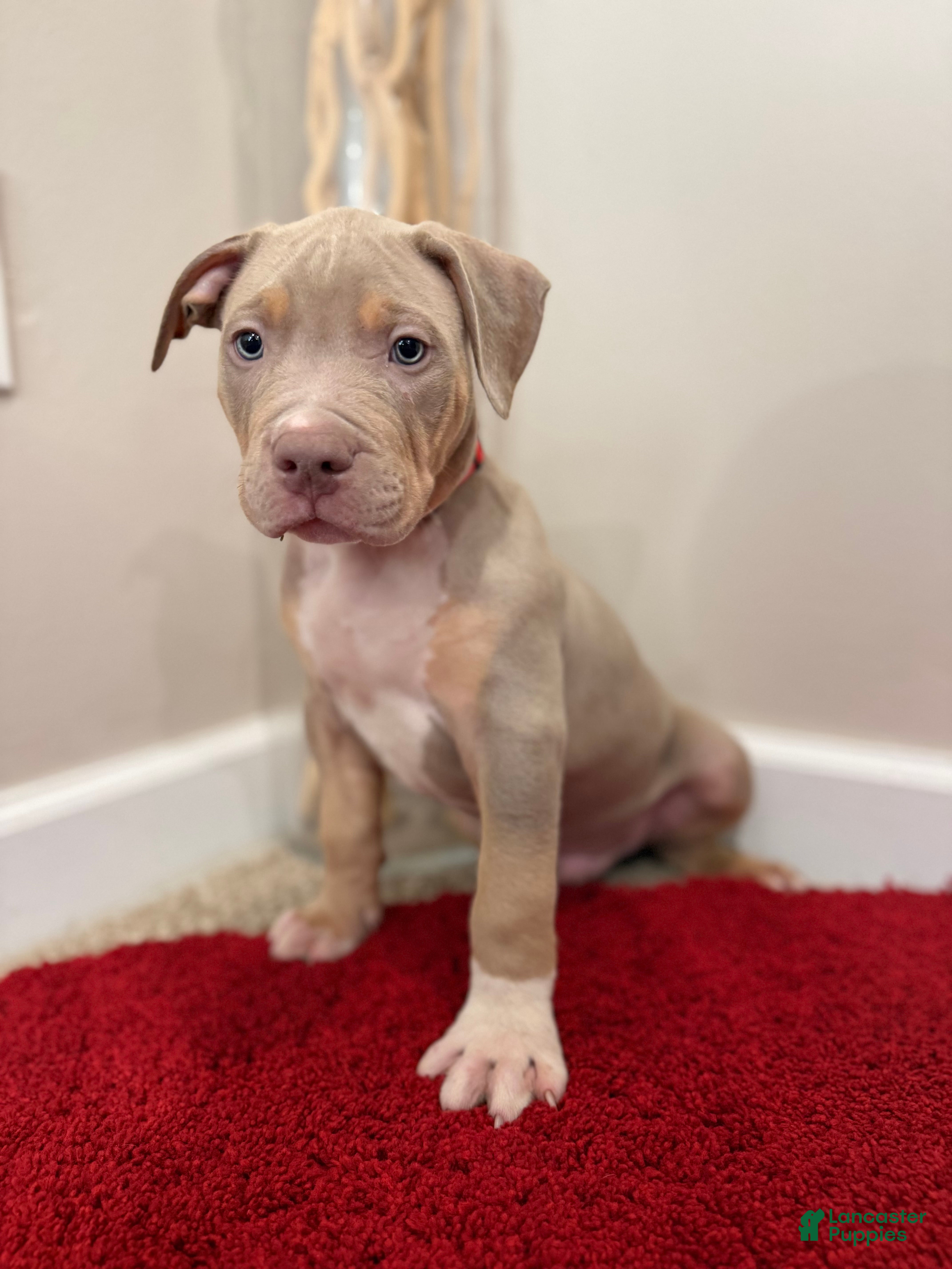 American Bully dogs American Bully Puppy 5 - Ad 36