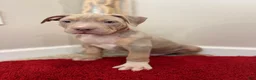 American Bully dogs for sale: American Bully Puppy 5 - Ad 1