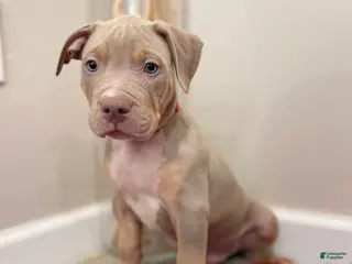 American Bully dogs American Bully Puppy 5 - Ad 36