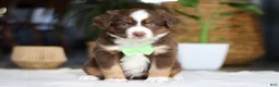 Australian Shepherd dogs for sale: Roo - Ad 1