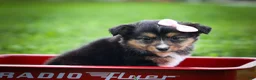 Mixed Breed dogs for sale: Goldie Mae🎀 - Ad 13
