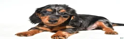 Dachshund dogs for sale: Theodore - Ad 4