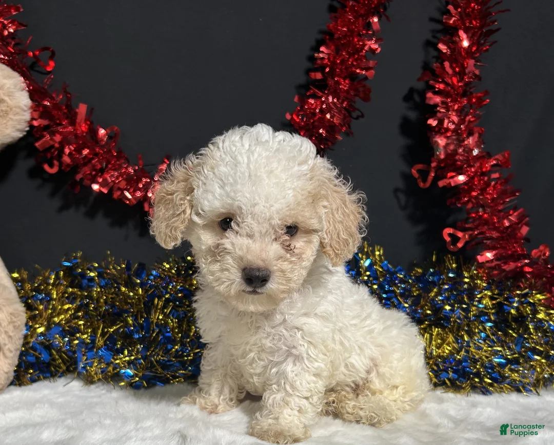 Toy Poodle dogs for sale: Biscuit - Ad 1